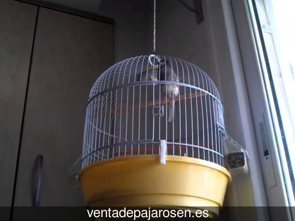 Cria de canarios en casa Cañiza?